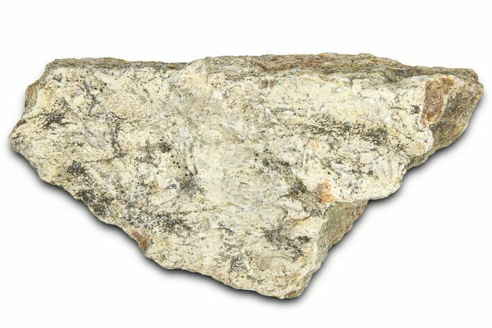 Dinosaur (Triceratops) Frill Shield Section - Montana #366637